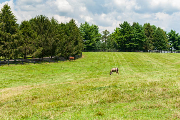 istock Thoroughbred horses on a horse farm 1174621813