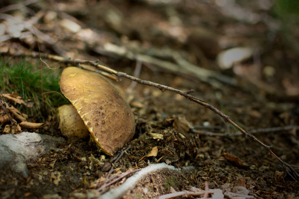 Fungus (mushroom) boletus edulis, aereus, aestivalis, pinophilus, newly found and caught in the woods. A Fungus (mushroom) boletus edulis, aereus, aestivalis, pinophilus, newly found and caught in the woods. sunset dew stock pictures, royalty-free photos & images