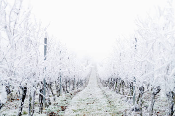 sneeuw bedekte wijngaard in de winter na een ijskoude regen storm in de winter en op één dag met een mist. winter ijzige wijngaard landschap bedekt met witte vlok ijs. - dry january stockfoto's en -beelden