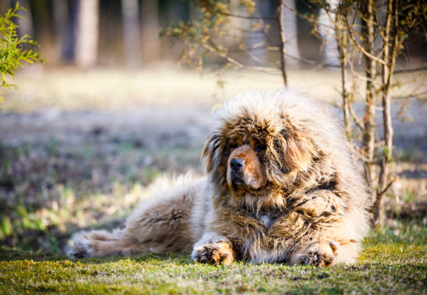 istock Extremely hairy blond dog closeup 1174625218