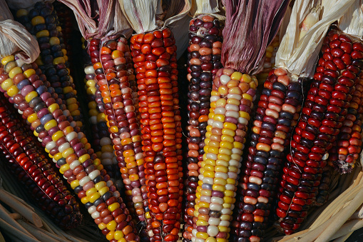 Colorful cobs of indian corn