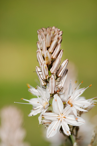Close up of white asphodel flower pistils on a blurry background