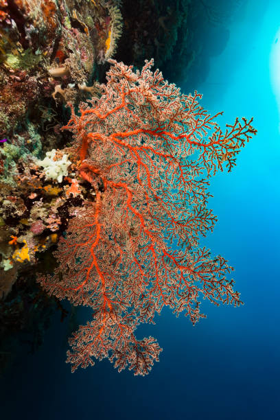 Breathtaking Beauty, Red Gorgonian Coral at Rock Overhang, Palau, Micronesia stock photo