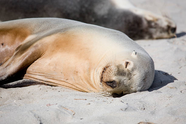 Sleeping Australian sea lion (Neophoca cinerea )