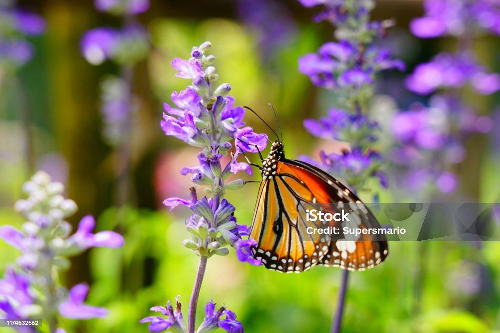 Beautiful butterfly Butterfly - Insect, Lavender - Plant, Plant, Insect, One Animal Flower Stock Photo