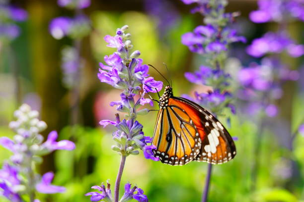Beautiful butterfly Butterfly - Insect, Lavender - Plant, Plant, Insect, One Animal perennial photos stock pictures, royalty-free photos & images