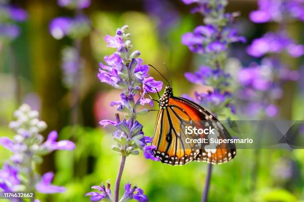 Beautiful Butterfly Stock Photo - Download Image Now - Flower, Sage, Butterfly - Insect