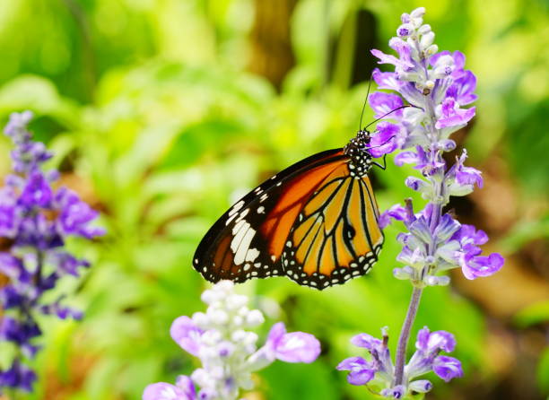 istock Butterfly on wildflower 1174632674