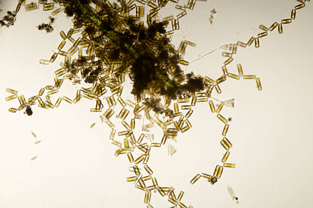 micrografia diatoms tabellaria - algae diatom high scale magnification micro organism imagens e fotografias de stock