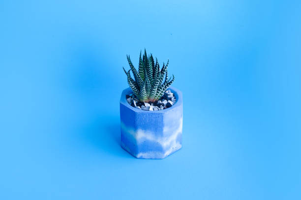 Haworthia Choveriba × Cement pot Succulent Haworthia In A Concrete Planter Indoor Plant In A Blue