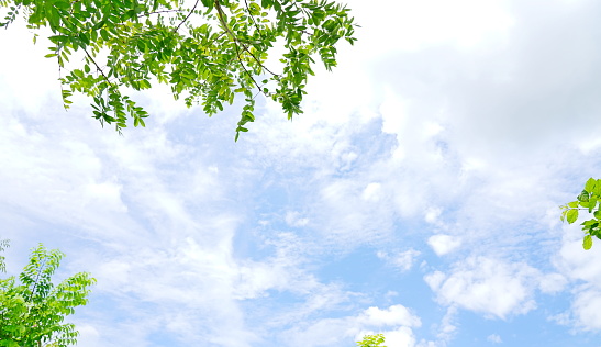 Sun, Forest, Woodland, Thailand, Leaf