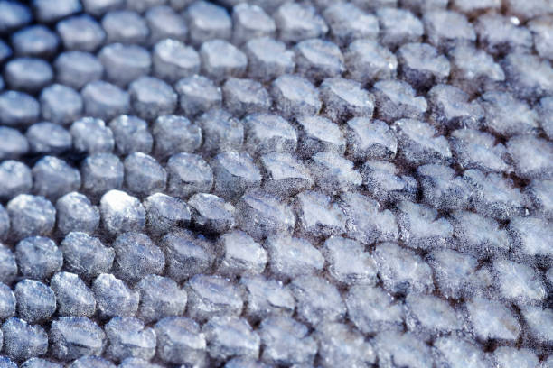 Extreme Close-up of Coho Salmon Scale