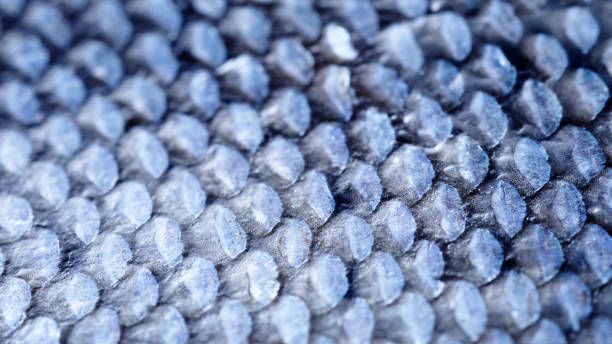 istock Extreme Close-up of Coho Salmon Scale 1174634515