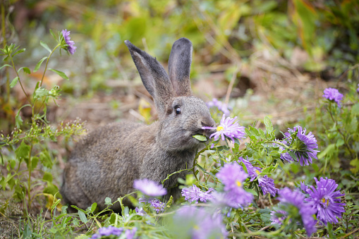 brown bunny in the garden, surrounded by purple flowers