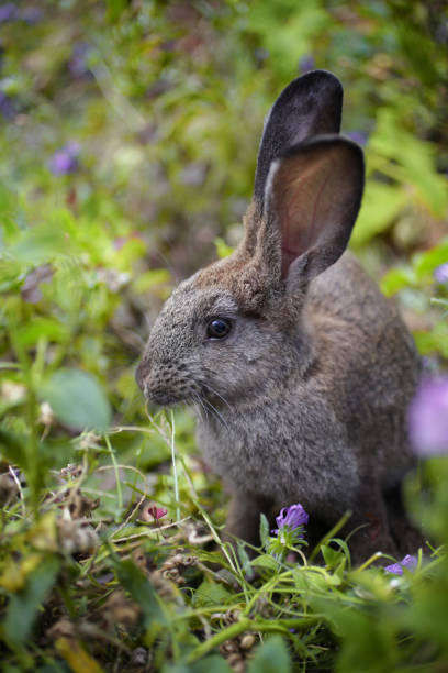 istock Brown rabbit in the garden 1174635736