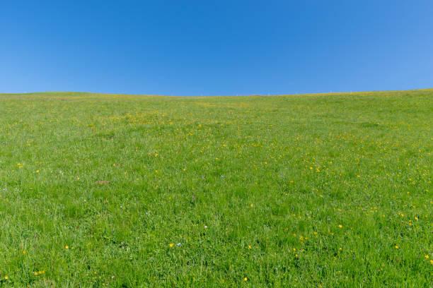 istock Grassland in Seceda, Ortisei, Dolomites 1174635871