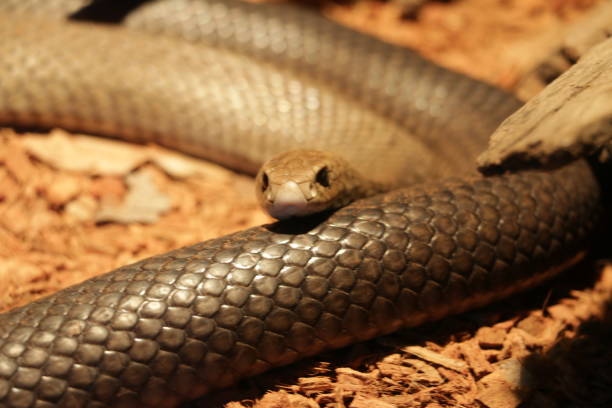 istock Dangerous snake in Australia 1174636204