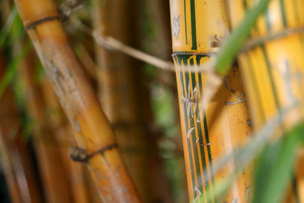 istock Yellow bamboo stalk marked by a tourist 1174636206