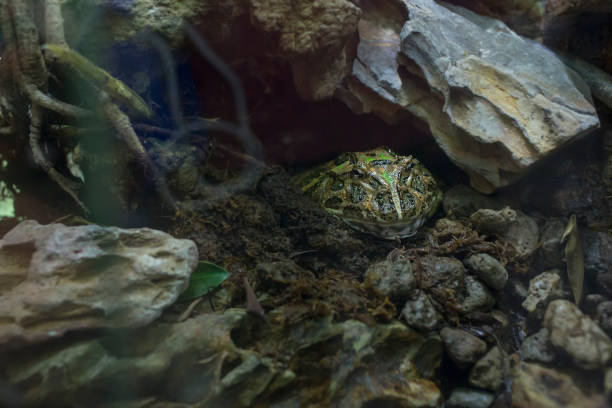 close-up of borneo horn frog, focus selective - argentine horned frog imagens e fotografias de stock