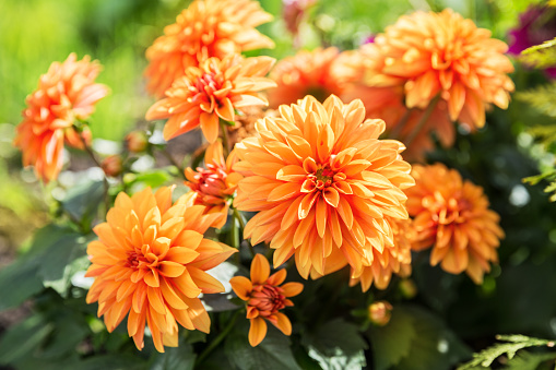 Flores de dalia de color naranja photo