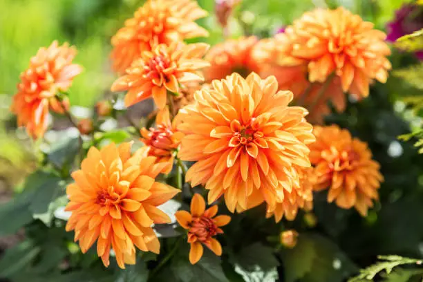 Orange dahlia flowers on flowerbed in garden