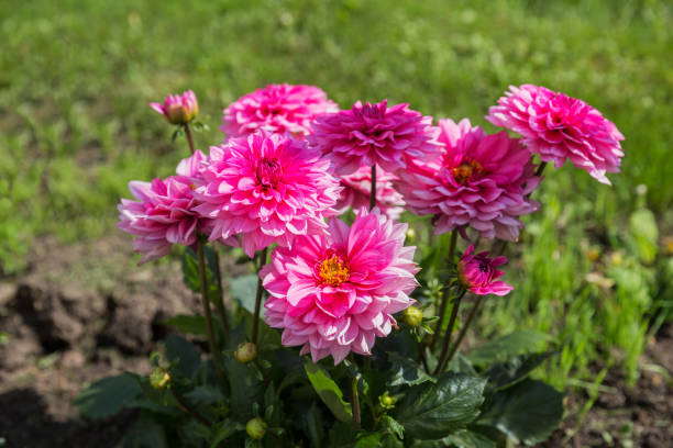 istock Dahlia flowers 1174637489