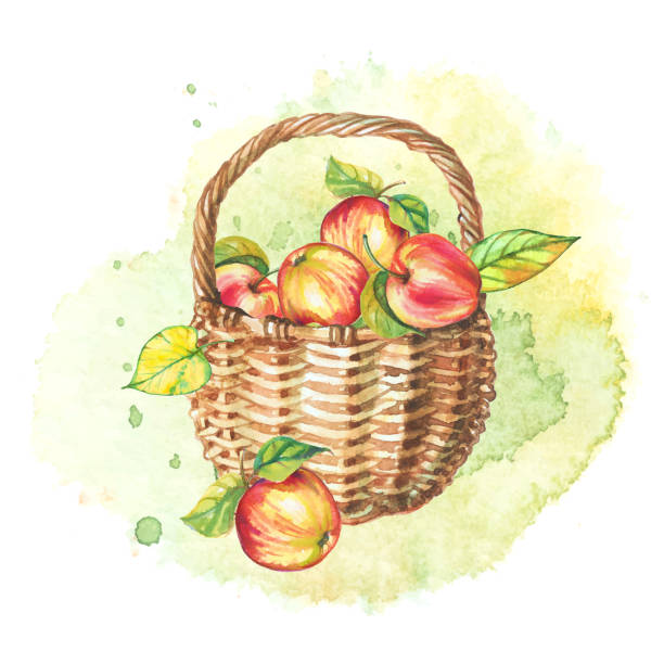 ilustrações de stock, clip art, desenhos animados e ícones de autumn watercolor still life. basket of apples. vector - basket apple wicker fruit