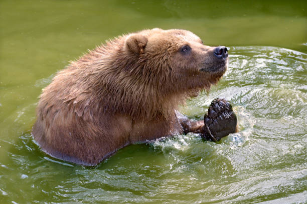 Grizzly (Ursus arctos horribilis) in the water