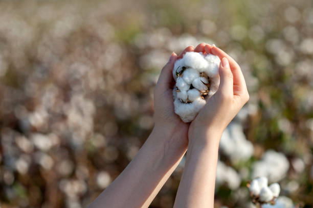 fazendeiro da mulher nova que prende o algodão - cotton field agriculture plant - fotografias e filmes do acervo