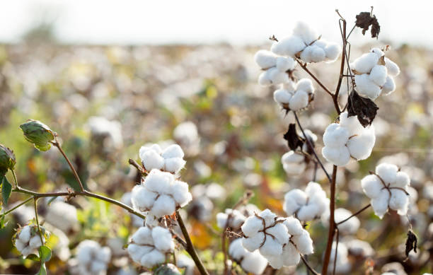 istock cotton harvest at agriculture field 1174639632
