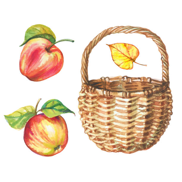 ilustrações de stock, clip art, desenhos animados e ícones de set of watercolor apples and wicker basket. vector - basket apple wicker fruit