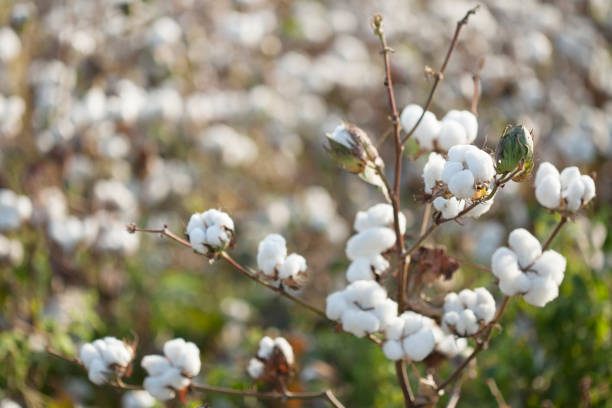 istock cotton harvest at agriculture field 1174639672