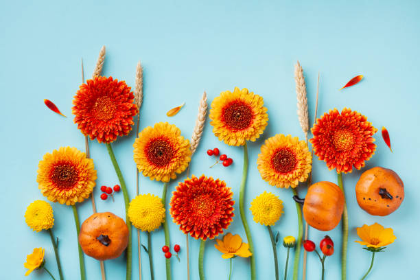 오렌지와 노란색 거베라 꽃, 장식 호박, 파란색 배경 상단보기에 밀 귀와 창조적 인 가을 구성. 추수 감사절 개념입니다. 플랫 레이. - pumpkin vegetable flower vegetable garden 뉴스 사진 이미지