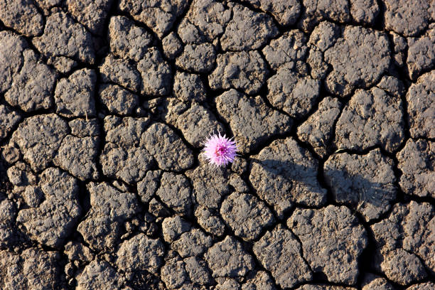 plant on the dry ground covered with cracks