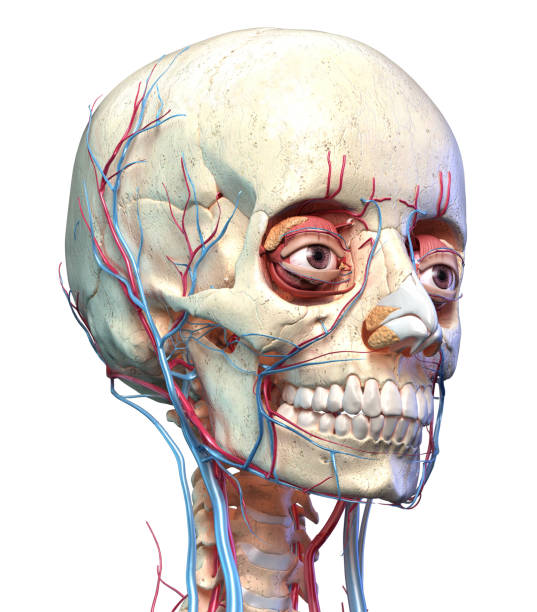 istock Human skull with eyes, veins and arteries. Perspective view. 1174640175