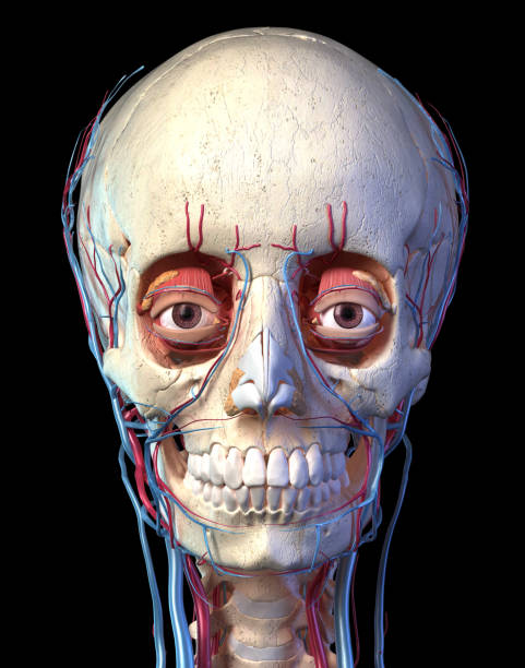 istock Human skull with eyes, veins and arteries. Front view. 1174640256