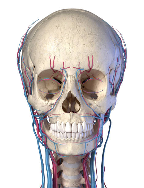 istock Human skull with veins and arteries. Front view. 1174640304