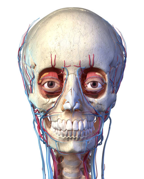 istock Human skull with eyes, veins and arteries. Front view. 1174640332