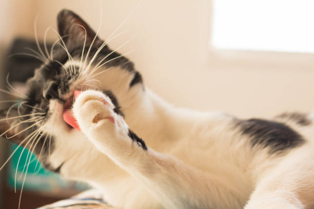 istock Domestic cat licking paw in bed 1174641020