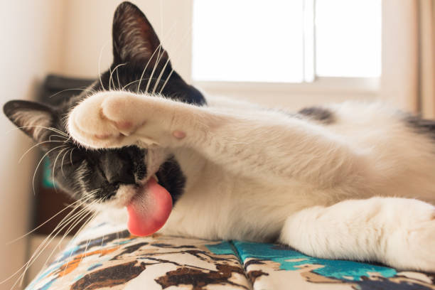Domestic cat lying in bed with tongue hanging out and paw on face. Cats have a habit of licking each other to keep themselves clean. In this case, during the bath, the cat feels intentionally making faces at the photo