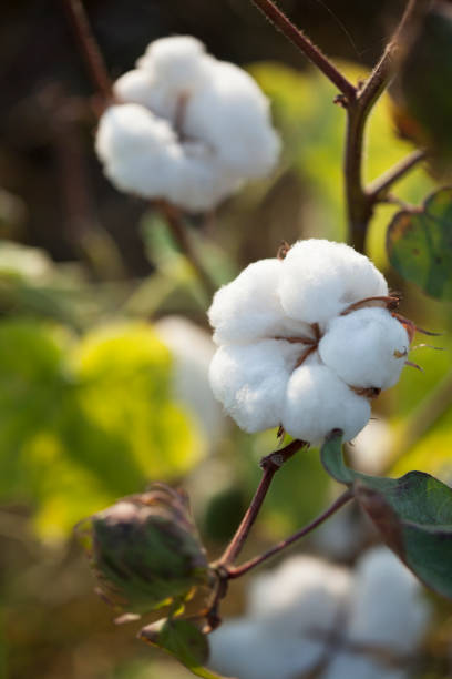 colheita do algodão no campo da agricultura - cotton field agriculture plant - fotografias e filmes do acervo