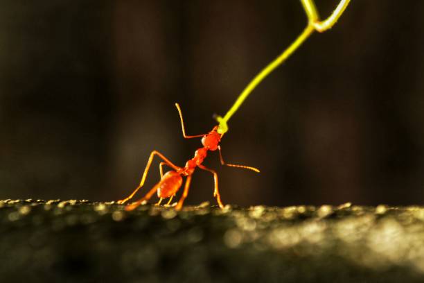 forza delle formica - determination ant strength effort foto e immagini stock