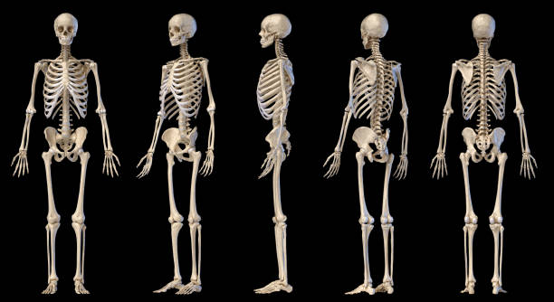 istock Human male skeleton full figure. Five angle views. 1174641303