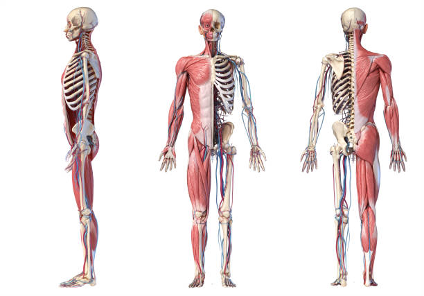 3d Illustration of Human full body skeleton with muscles, veins and arteries. Human Anatomy full body skeletal, muscular and cardiovascular systems. Three views, side, front, back, on white background. 3d Illustration human muscle stock pictures, royalty-free photos & images