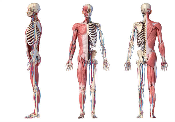 3d Illustration of Human full body skeleton with muscles, veins and arteries. Human Anatomy full body skeletal, muscular and cardiovascular systems. Three views, side, front, back, on white background. 3d Illustration 3d human muscle stock pictures, royalty-free photos & images