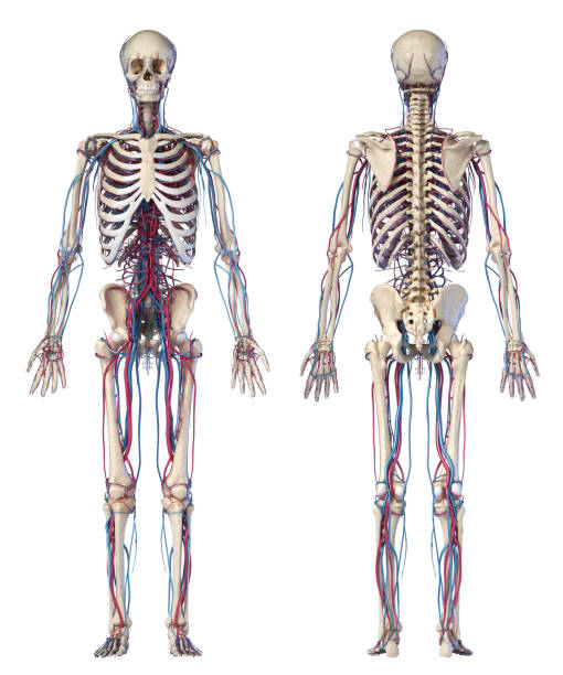 human body anatomy. skeleton with veins and arteries. front and rear views. - lumbar vertebra imagens e fotografias de stock