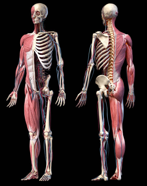 3d illustration of human full body skeleton with muscles, veins and arteries. - lumbar vertebra imagens e fotografias de stock