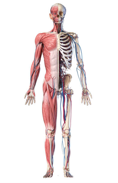 3d illustration of human full body skeleton with muscles, veins and arteries. - lumbar vertebra imagens e fotografias de stock