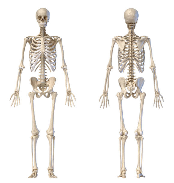 istock Human male skeleton full figure. Front and back views. 1174641398
