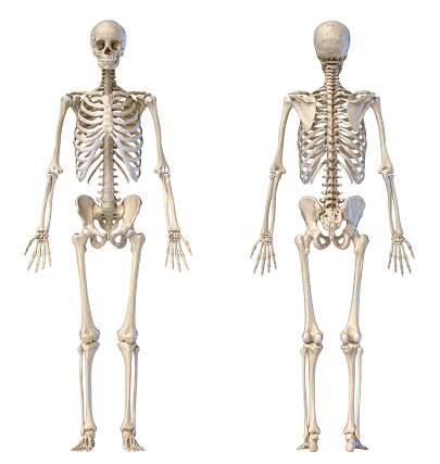 Human Anatomy full body male skeleton. Front and rear views on white background. 3d illustration.
